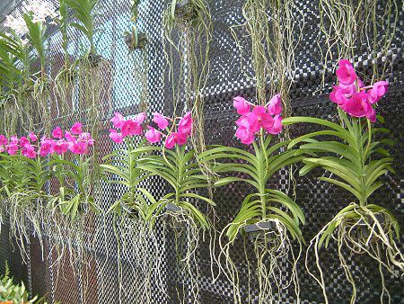 �o���_(Vanda)