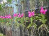 �o���_(Vanda) 