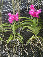 �o���_(Vanda) 
