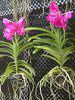 �o���_(Vanda) 