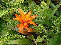 �O�Y�}�j�A(Guzmania)