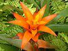 �O�Y�}�j�A(Guzmania)