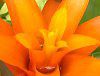 �O�Y�}�j�A(Guzmania)