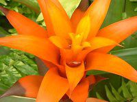 �O�Y�}�j�A(Guzmania)
