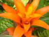 �O�Y�}�j�A(Guzmania)