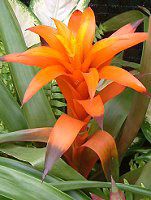 �O�Y�}�j�A(Guzmania)