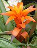 �O�Y�}�j�A(Guzmania)