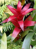 �O�Y�}�j�A(Guzmania)