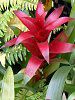 �O�Y�}�j�A(Guzmania)
