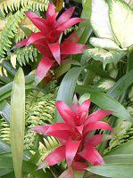 �O�Y�}�j�A(Guzmania)