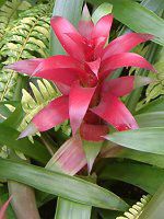 �O�Y�}�j�A(Guzmania)