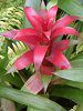 �O�Y�}�j�A(Guzmania)