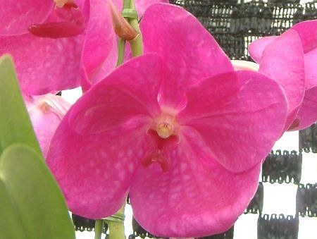 �o���_(Vanda)