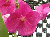 �o���_(Vanda) 
