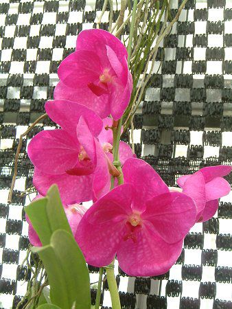 �o���_(Vanda)