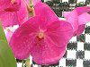 �o���_(Vanda) 