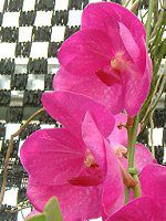 �o���_(Vanda) 