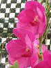 �o���_(Vanda) 