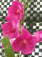 �o���_(Vanda) 