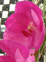 �o���_(Vanda) 