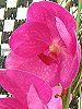 �o���_(Vanda) 