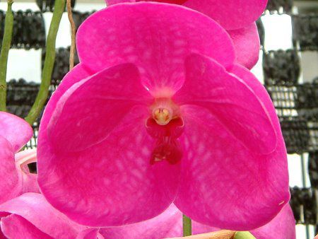 �o���_(Vanda)