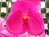 �o���_(Vanda) 