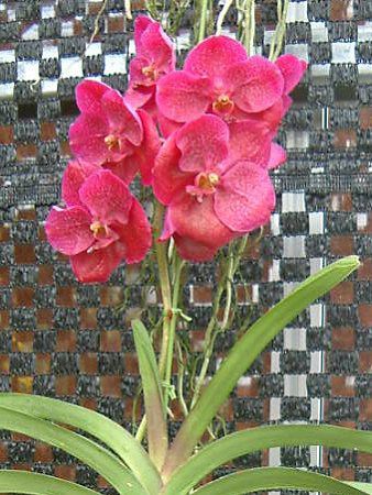 �o���_(Vanda)