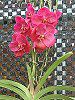 �o���_(Vanda) 