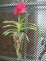 �o���_(Vanda) 