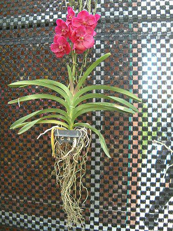 �o���_(Vanda)