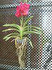 �o���_(Vanda) 