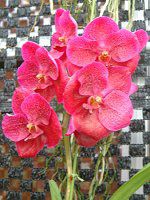 �o���_(Vanda) 