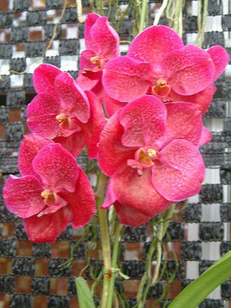 �o���_(Vanda)