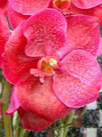 �o���_(Vanda) 