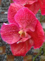 �o���_(Vanda) 
