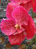 �o���_(Vanda) 