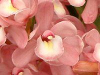 �V���r�W���[���iCymbidium�j