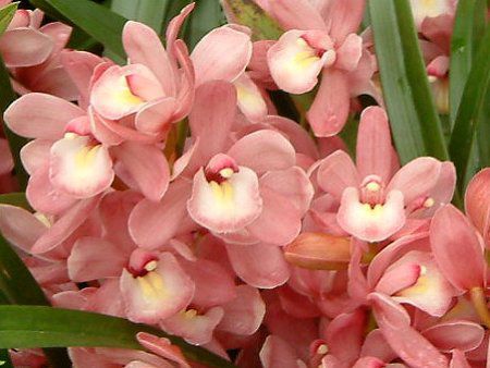 �V���r�W�E��(Cymbidium)