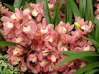 �V���r�W�E��(Cymbidium)
