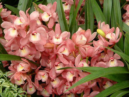 �V���r�W�E��(Cymbidium)