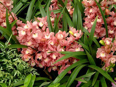 �V���r�W�E��(Cymbidium)
