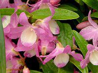 �f���h���r�E��(Dendrobium)