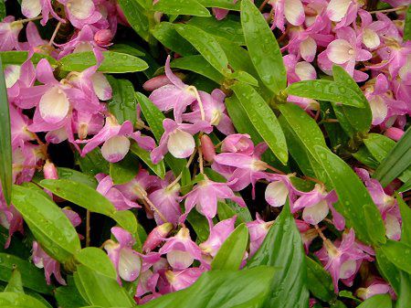 �f���h���r�E��(Dendrobium) 