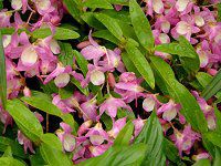 �f���h���r�E��(Dendrobium)