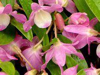 �f���h���r�E��(Dendrobium)