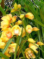�V���r�W�E��(Cymbidium)