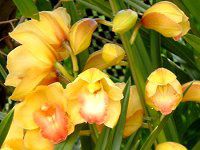 �V���r�W�E��(Cymbidium)
