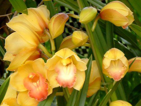�V���r�W�E��(Cymbidium)