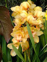 �V���r�W�E��(Cymbidium)